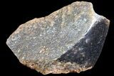 Polished Dinosaur Bone (Gembone) Section - Colorado #72968-2